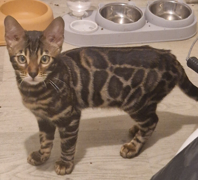 16 week female rosette bengal for sale