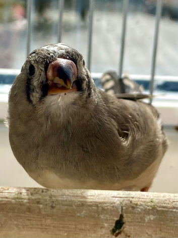 Young zebra finch
