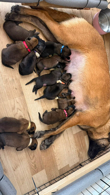 Belgian Malinois Puppies