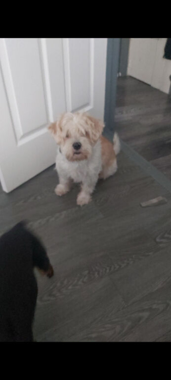 Tibetan Terrier