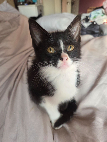 Friendly kittens