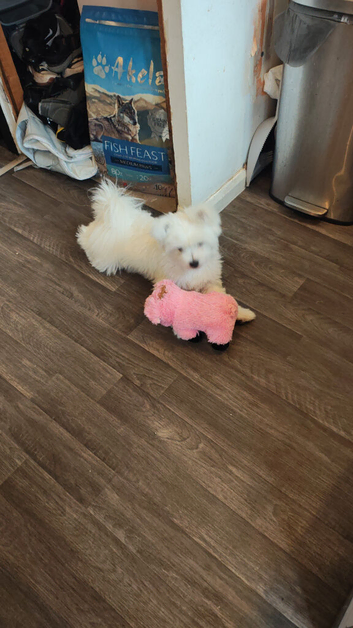 1 year old Pomeranian cross