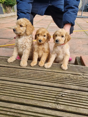 LAST BOYS! F2b "Teddy Bear" Goldendoodle puppies!