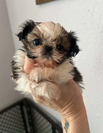 Shih Tzu Puppies