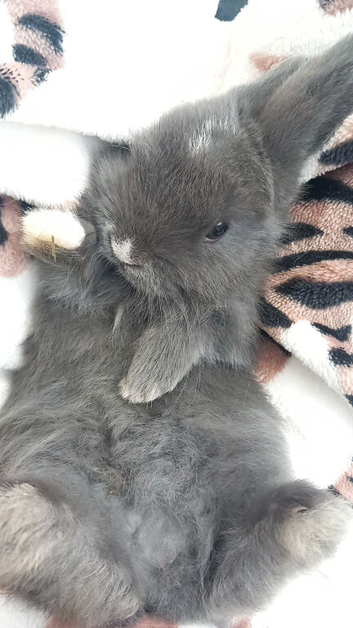 READY NOW BUNNIES