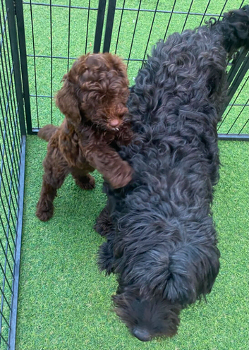Cockapoo puppy