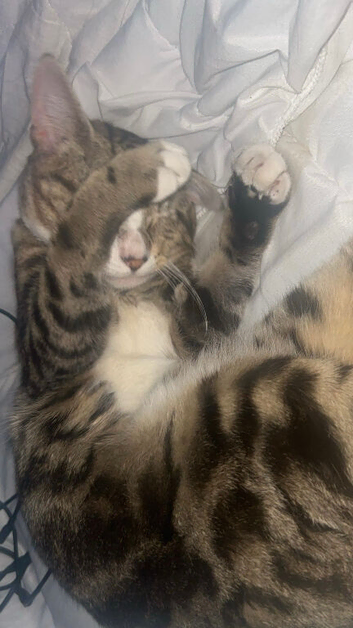 Tabby, Bengal cross
