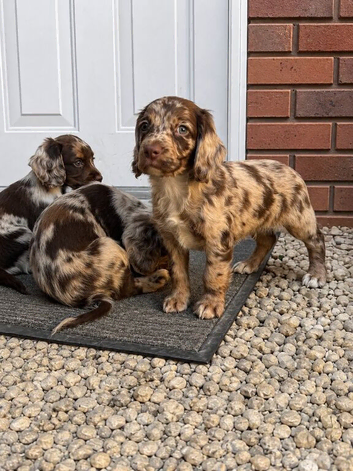Reduced Chocolate Merle cocker spaniel