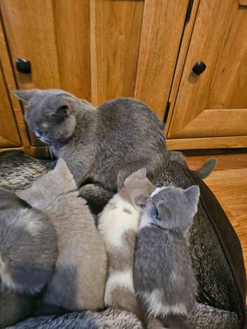 British shorthair kittens for sale