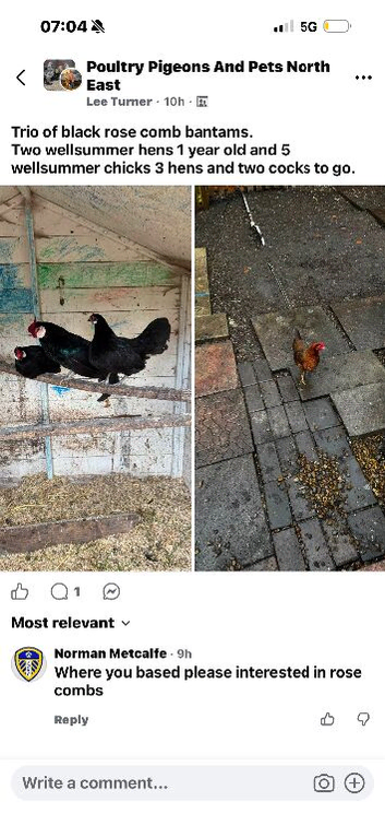 Bantams