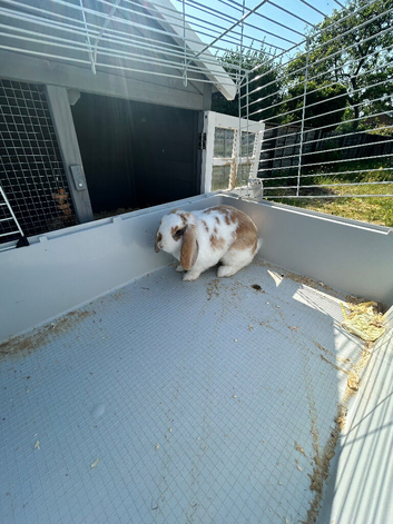5 months old rabbit for sale