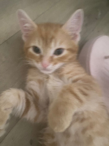 Beautiful Bengal Kittens Looking for Forever Homes