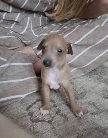 Italian Greyhound Pups