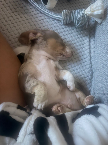 15 weeks dapple miniature dachshund