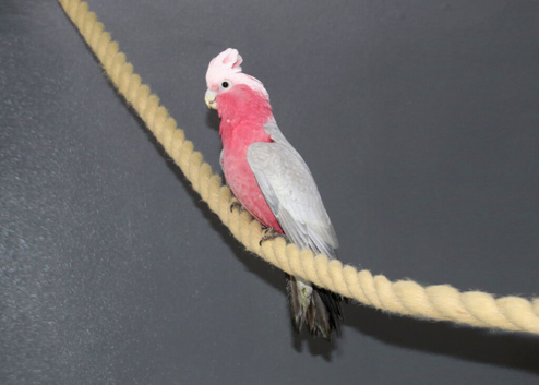 Galah Cockatoo Talking Parrot,,8