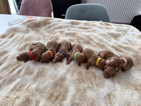 Cockapoo 7 Bitches available