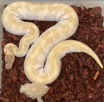 Super enchi mojave special