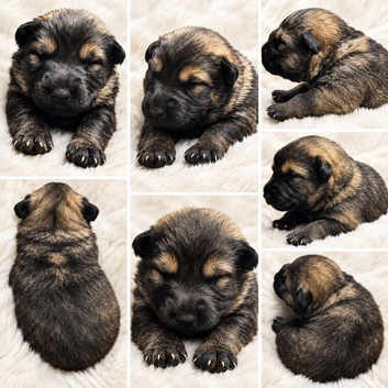 3 puppies left Czech shepherd