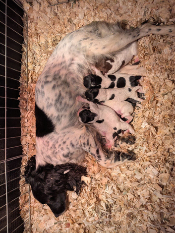 Bred for temperament and trainability