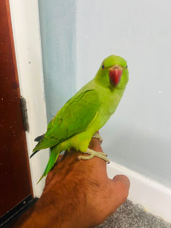 Baby Green Ringneck talking Parrot
