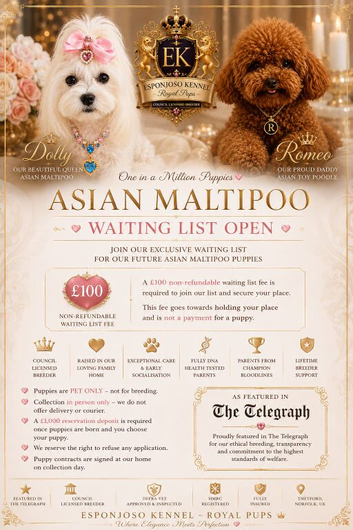 WAITING LIST ESPONJOSO Asian Maltipoo 4*Council Licensed