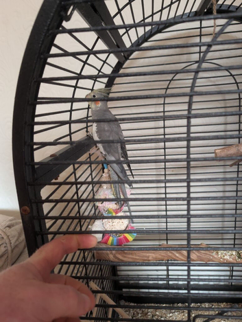 8 months old hand reared cockatiel