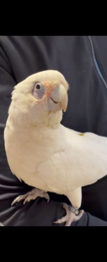 Handreard baby bare-eyed cockatoo for sale or px