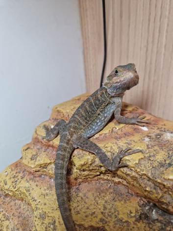 Bearded Dragons
