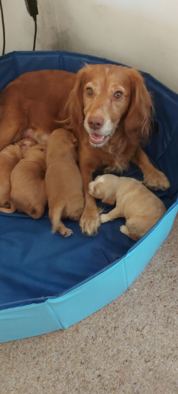 Puppies For Sale