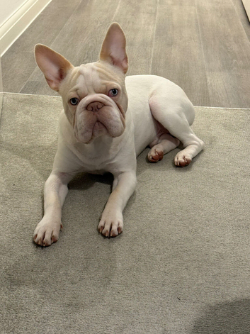 Male French bull