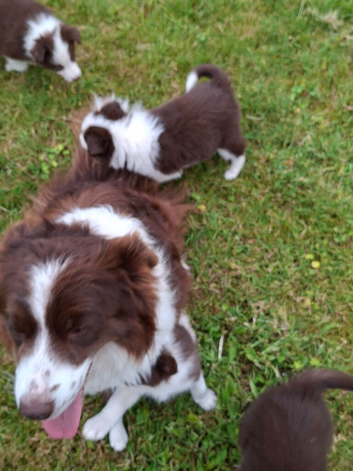 Red and White border collie puppies
