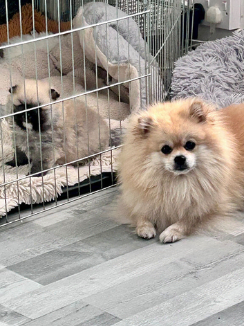 Miniature Teddy bear Pomeranian