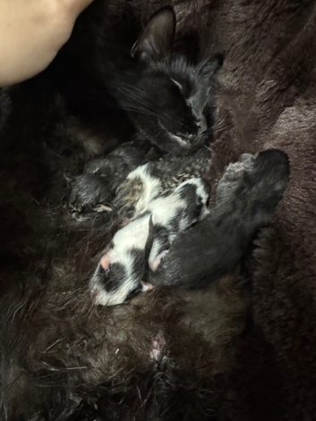 Kittens For Sale