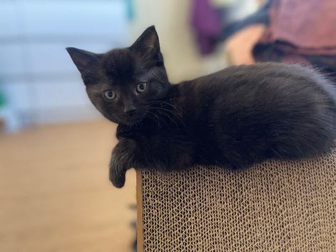 Kittens ready now