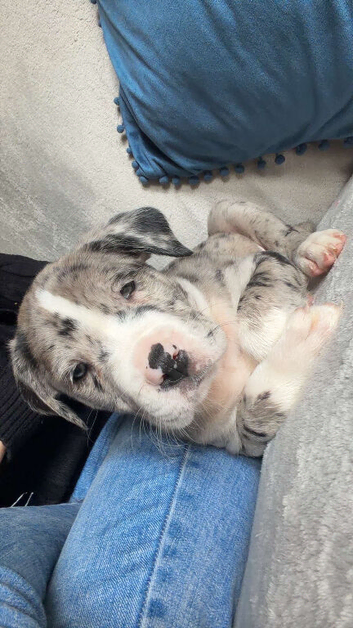 pocket bully x cane corso