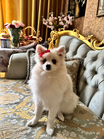 Pomeranian 9 months old girl