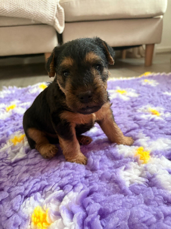 Lakeland dog pup