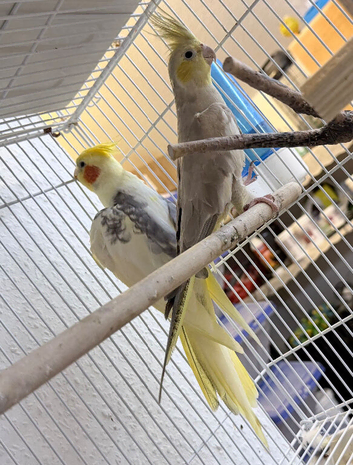 Pied Cockatiels Breeding Pair