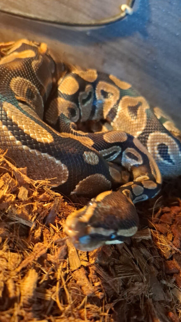 Bull python complete with viv set up