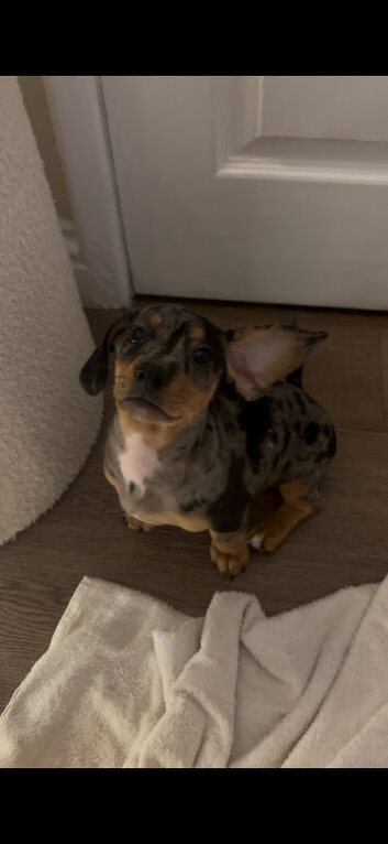 Miniature dachshund puppy.