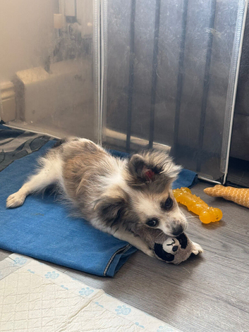 Pomchi pup male