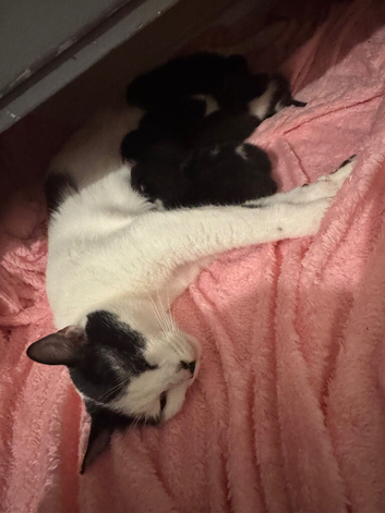 Selling 1 kittens