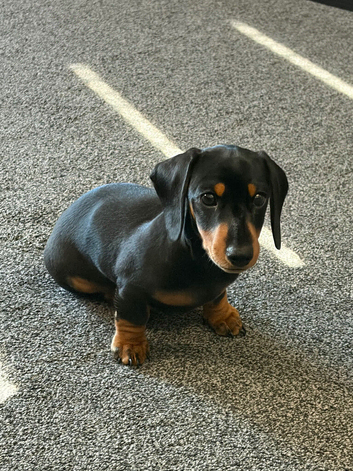 Miniature dachshund puppy