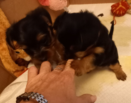 Toy/miniature Yorkshire terrier puppies