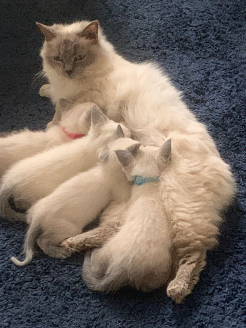 Beautiful Siamese ragdoll boys three months old ready now