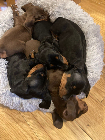 Miniature Dachshund Puppies for sale