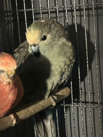 Kakariki