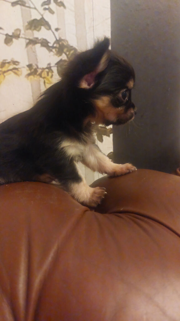 Beautiful long hair chihuahuas