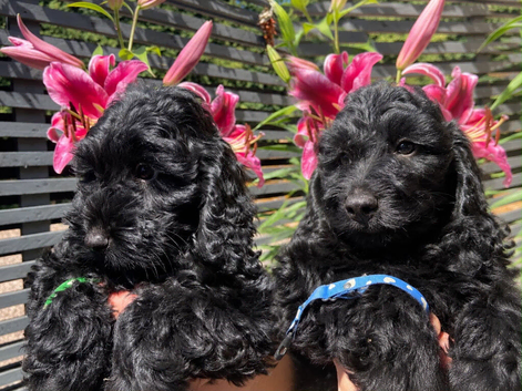 Health tested MINI Cockapoos F1 1 BOY & 1 GIRL REMAINING