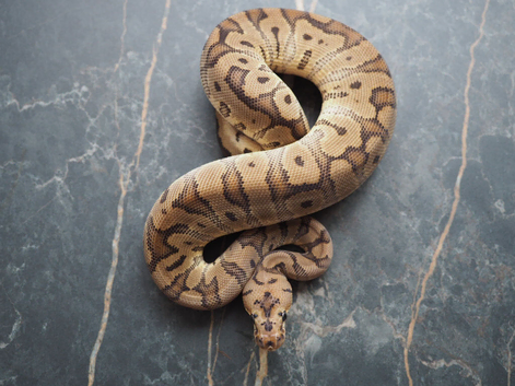 Hgw clown male